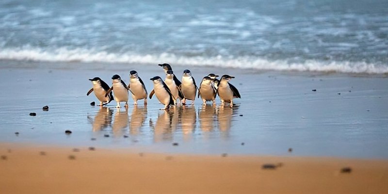 Philip Island